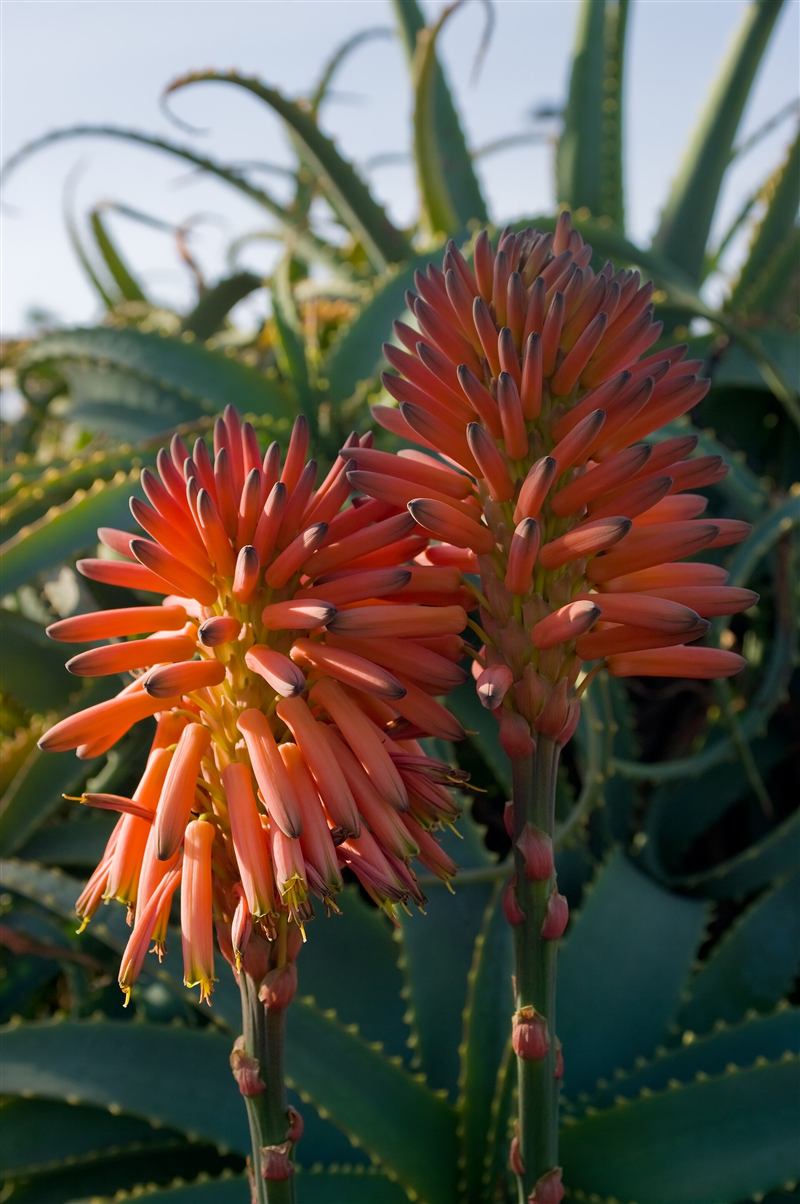 Sadnice domaće aloe